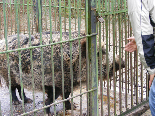 Porc mistret la Zoo (c) eMM.ro